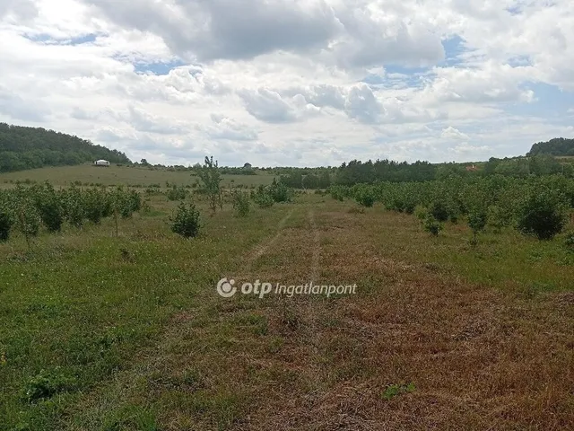 Eladó telek Balatonszőlős 21693 nm