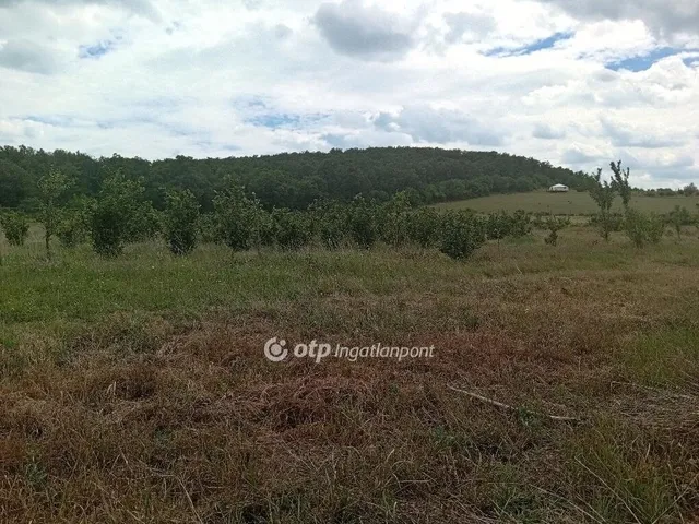 Eladó telek Balatonszőlős 21693 nm
