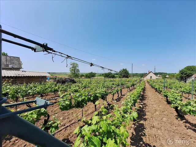 Eladó mezőgazdasági ingatlan Somlószőlős 30 nm