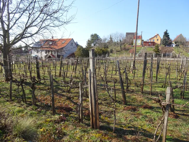 Eladó mezőgazdasági ingatlan Csopak 1619 nm