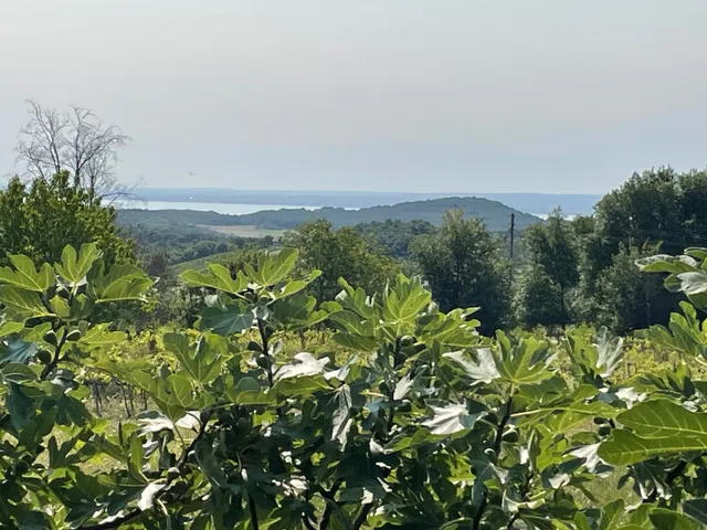 Eladó telek Balatonszőlős 8926 nm