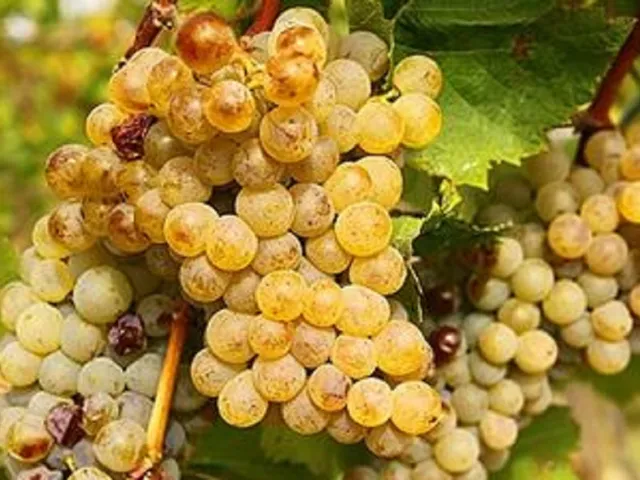 Eladó mezőgazdasági ingatlan Zánka 10595 nm