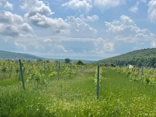 Eladó telek Balatoncsicsó 5340 nm