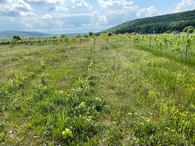 Eladó telek Balatoncsicsó 5340 nm