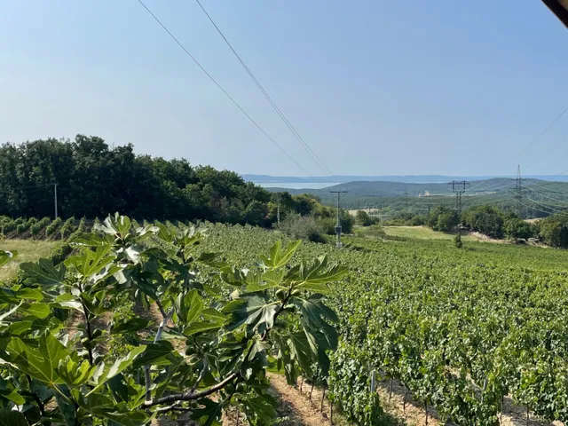 Eladó telek Balatonszőlős 8926 nm