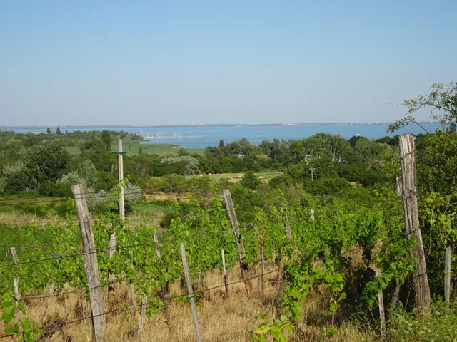 Eladó mezőgazdasági ingatlan Csopak 3575 nm