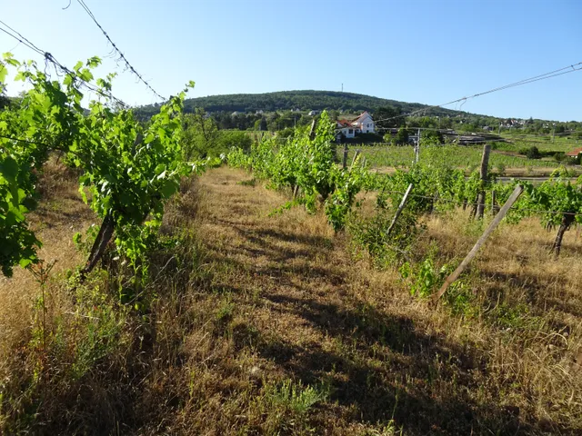 Eladó mezőgazdasági ingatlan Csopak 3575 nm