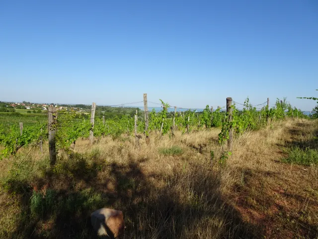 Eladó mezőgazdasági ingatlan Csopak 3575 nm