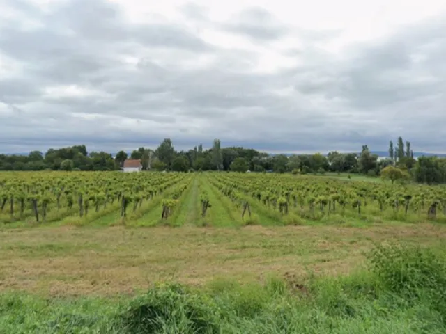 Eladó mezőgazdasági ingatlan Balatonszepezd 16400 nm