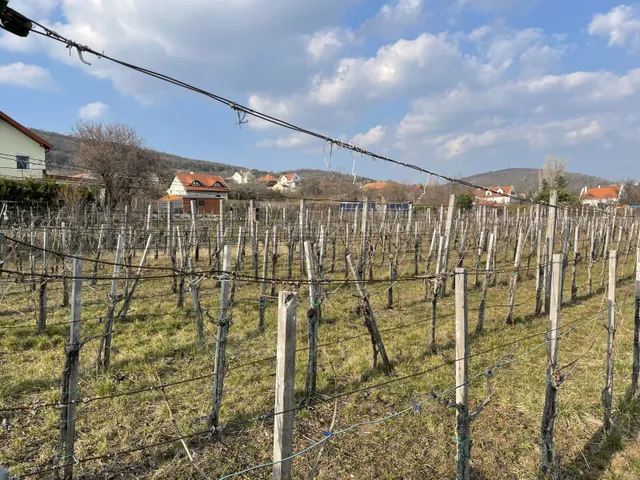 Eladó mezőgazdasági ingatlan Csopak 3788 nm