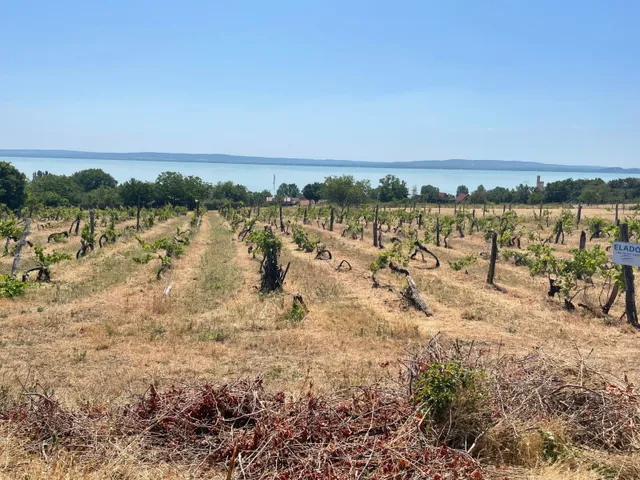 Eladó telek Balatonszepezd 6295 nm