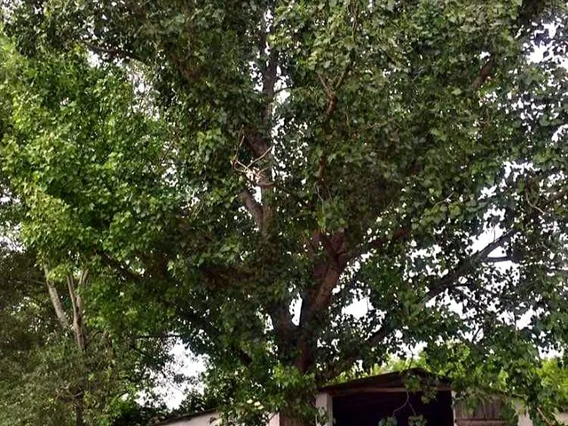 Eladó mezőgazdasági ingatlan Sükösd 7051 nm