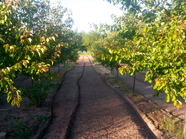 Eladó mezőgazdasági ingatlan Ásotthalom 5755 nm