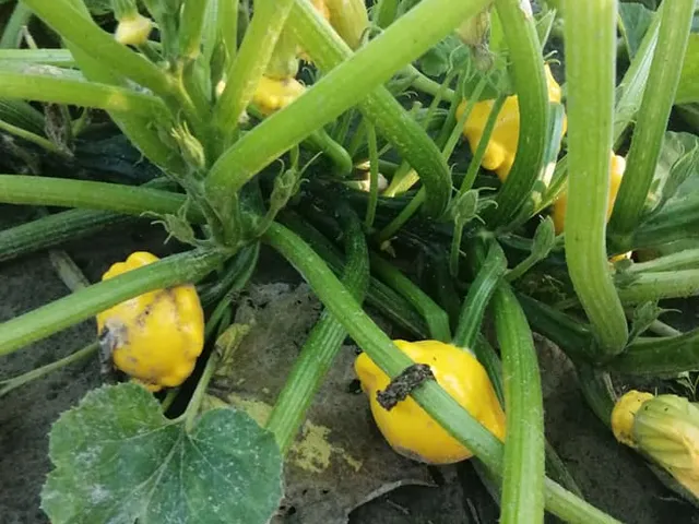 Eladó mezőgazdasági ingatlan Ásotthalom 5755 nm