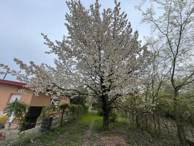 Eladó telek Szigetszentmiklós, Sóshegy 658 nm