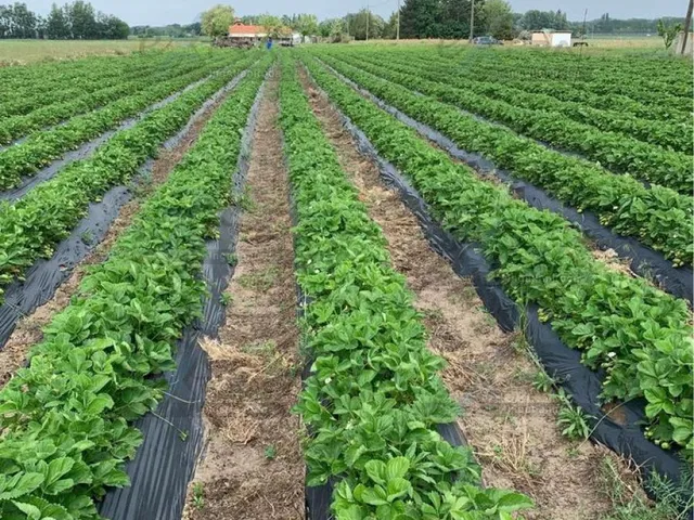 Eladó mezőgazdasági ingatlan Zsombó 8559 nm