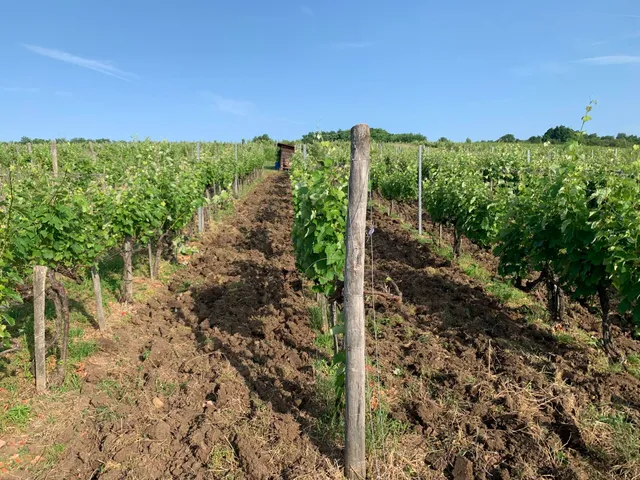 Eladó mezőgazdasági ingatlan Rátka 7158 nm