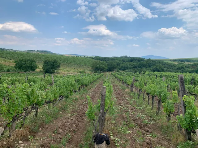 Eladó mezőgazdasági ingatlan Rátka 7158 nm