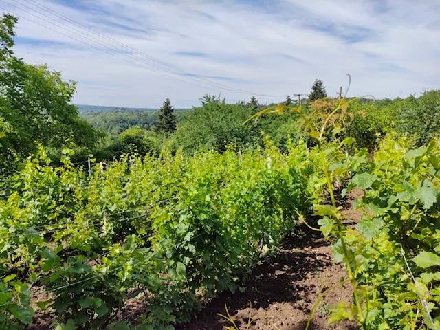 Eladó mezőgazdasági ingatlan Miskolc 20 nm