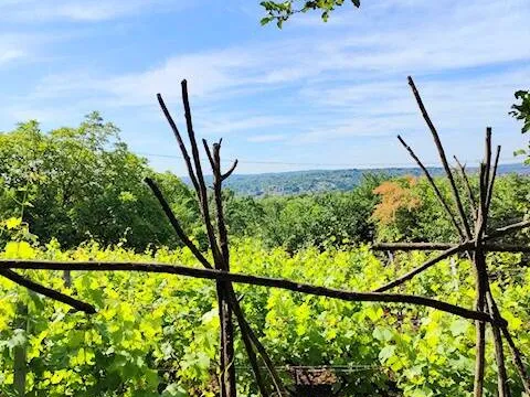 Eladó mezőgazdasági ingatlan Miskolc 20 nm