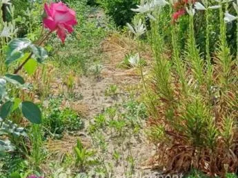 Eladó ház Békés 75 nm