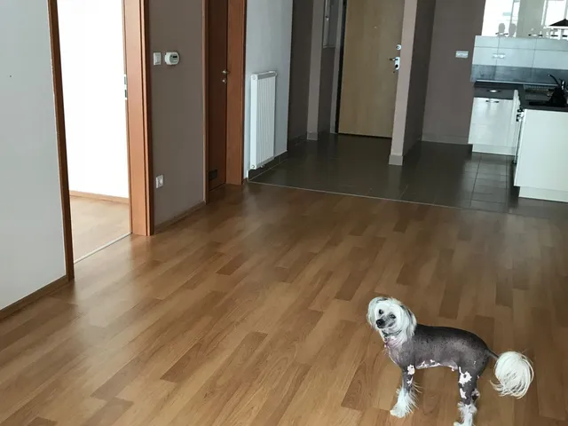 Kiadó lakás Budapest XIII. kerület 42 nm