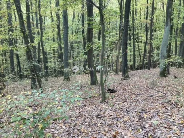 Eladó telek Kismaros, Hangafű utca 1048 nm
