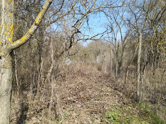 Eladó telek Őrbottyán 9858 nm