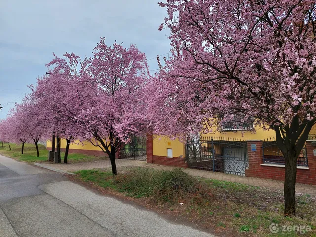 Eladó ház Tompa, Dózsa György utca 280 nm