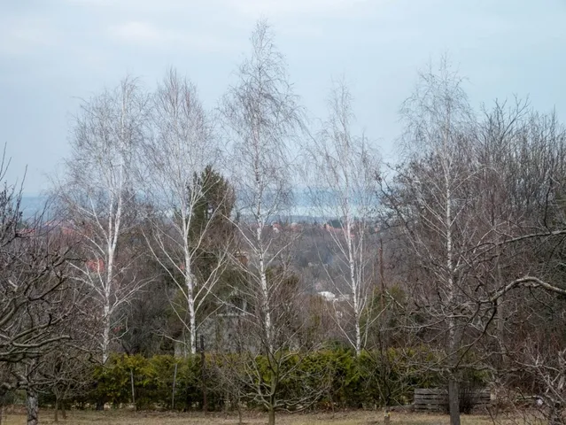 Eladó telek Szentkirályszabadja 1096 nm