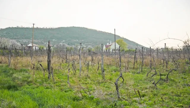 Eladó mezőgazdasági ingatlan Doba 3800 nm