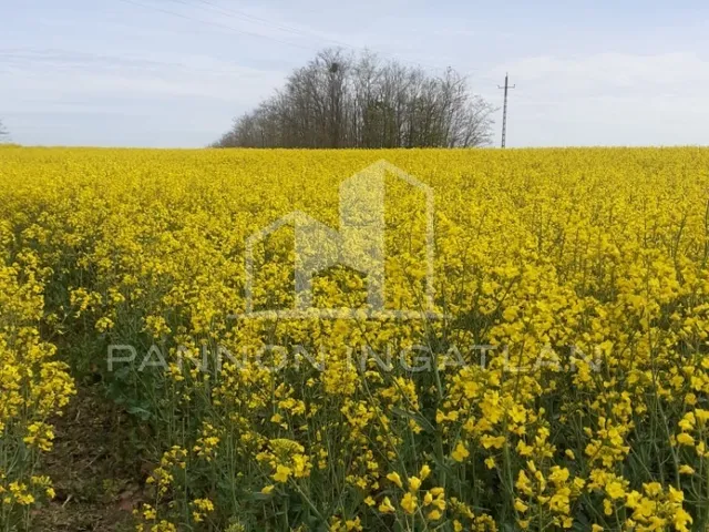 Eladó telek Pápakovácsi 3296 nm