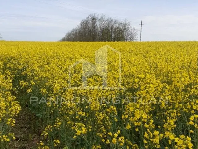 Eladó telek Pápakovácsi 3296 nm