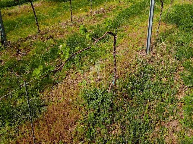 Eladó telek Pécsely 3070 nm