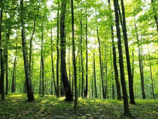 Eladó mezőgazdasági ingatlan Balatonudvari 2860 nm