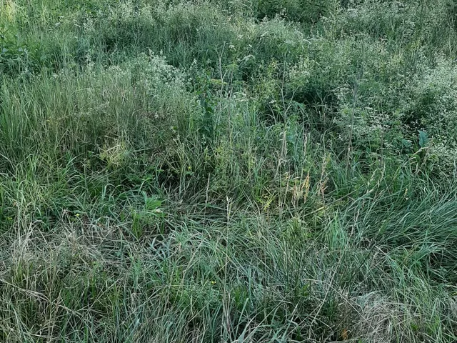 Eladó kereskedelmi és ipari ingatlan Balatonalmádi 4205 nm