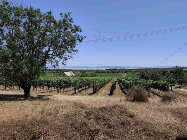 Eladó mezőgazdasági ingatlan Tagyon 1763 nm