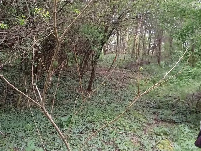 Eladó mezőgazdasági ingatlan Nagykanizsa, Bagola 2327 nm