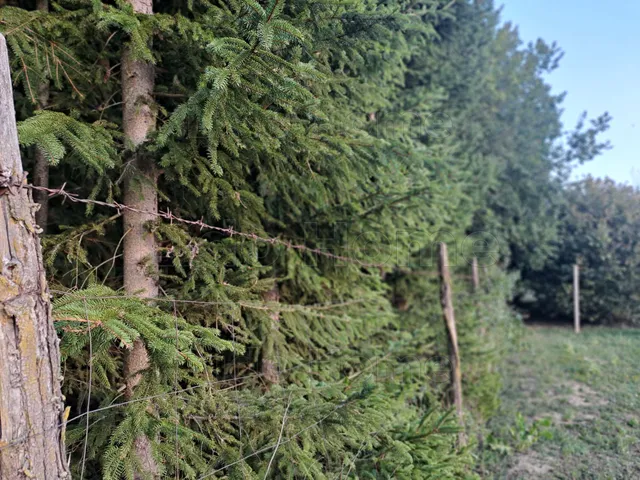 Eladó telek Nagykanizsa, Palin 9308 nm