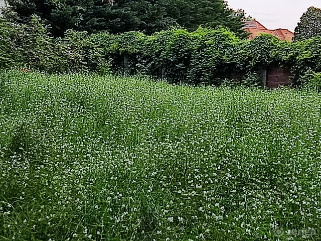 Eladó telek Debrecen, Olimpia fasor 936 nm