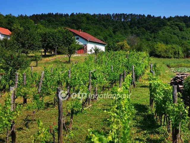 Eladó mezőgazdasági ingatlan Magyarpolány 1306 nm