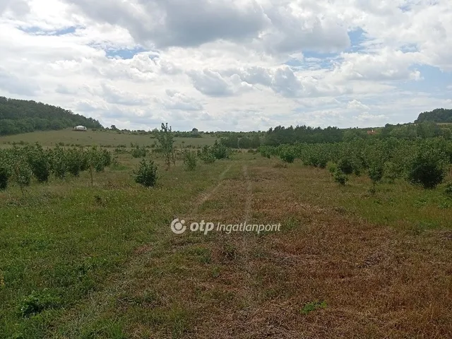 Eladó telek Balatonszőlős 21693 nm