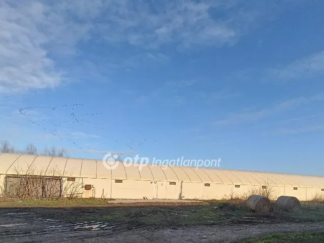 Eladó mezőgazdasági ingatlan Csősz 3913 nm