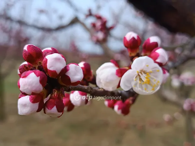 Eladó mezőgazdasági ingatlan Tök 35000 nm