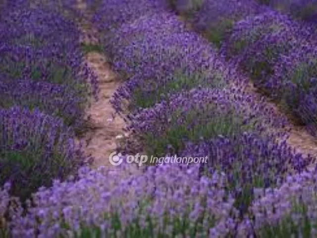 Eladó mezőgazdasági ingatlan Páty 20000 nm