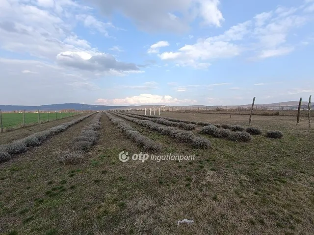 Eladó mezőgazdasági ingatlan Páty 20000 nm