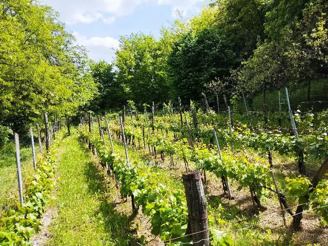 Eladó mezőgazdasági ingatlan Szekszárd, Csatár 665 nm