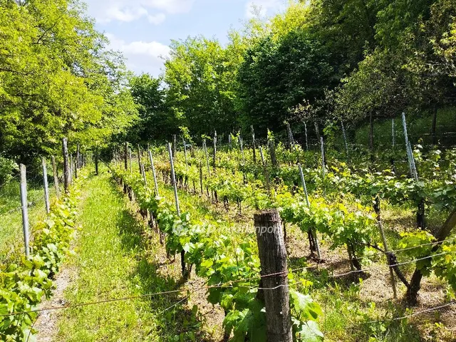 Eladó mezőgazdasági ingatlan Szekszárd, Csatár 665 nm