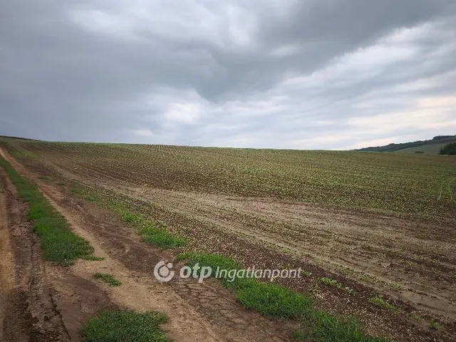 Eladó mezőgazdasági ingatlan Homrogd 30000 nm