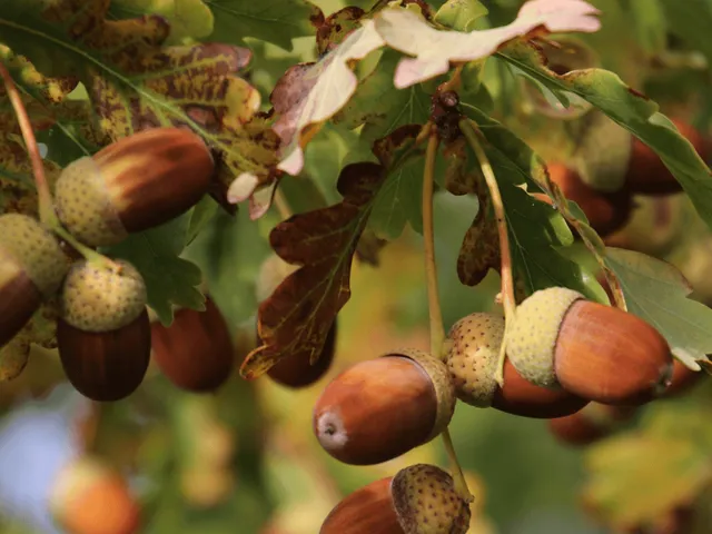 Eladó mezőgazdasági ingatlan Sárospatak 4310000 nm